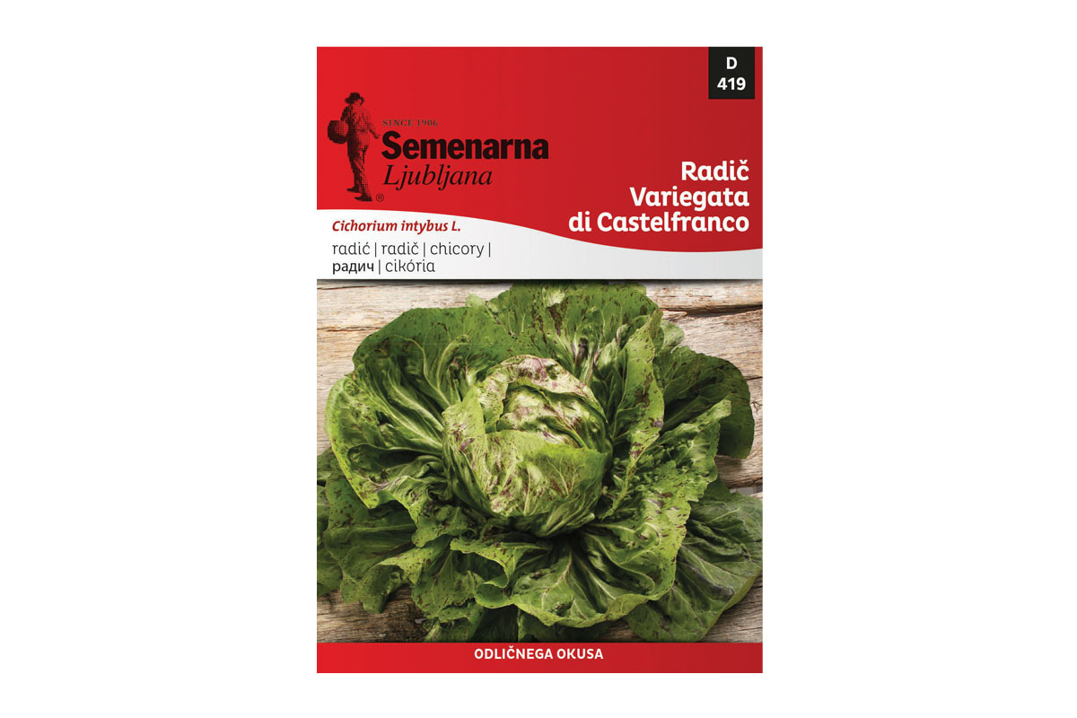 M.VREČKA  419 RADIČ VARIEGATA DI CASTELFRANCO 