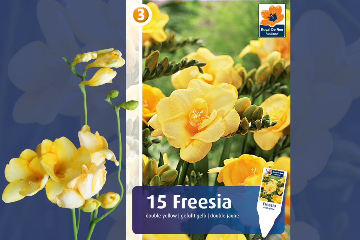 Master Freesia double yellow 15/1 