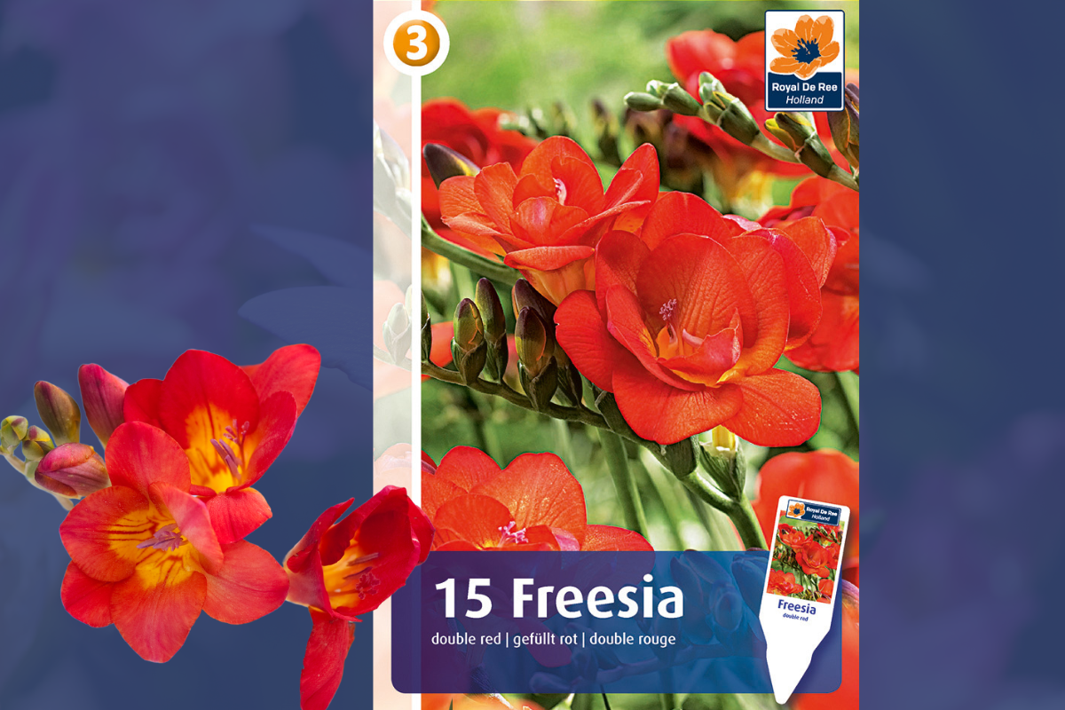 Master Freesia double red 15/1 