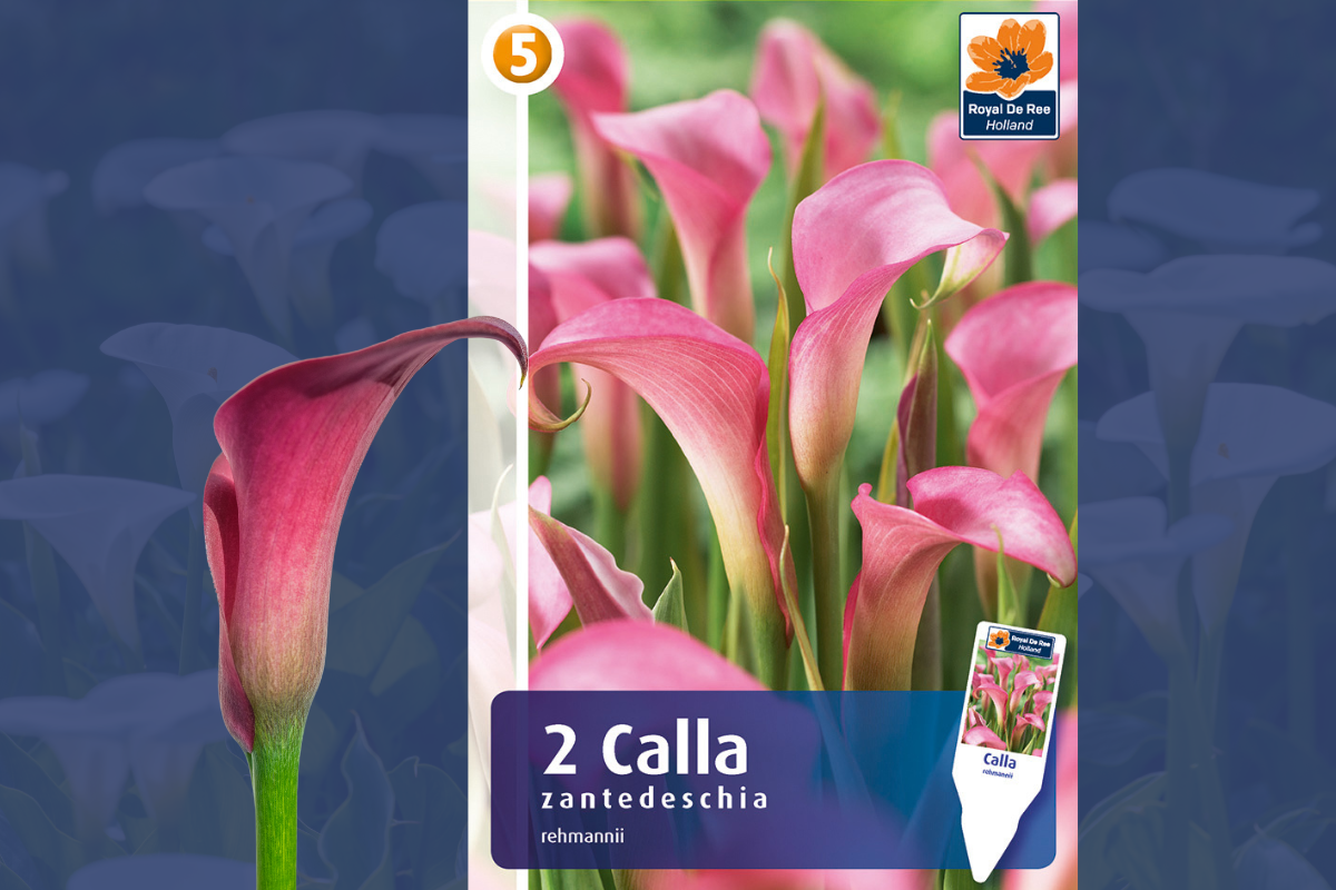 Master Calla/Zantedeschia Pink 2/1 