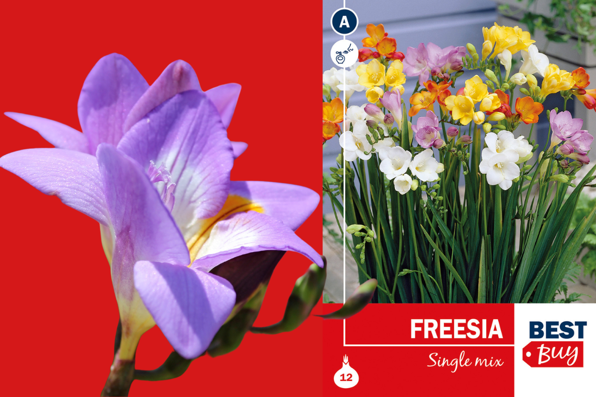 Best buy Freesia single mix 12/1 