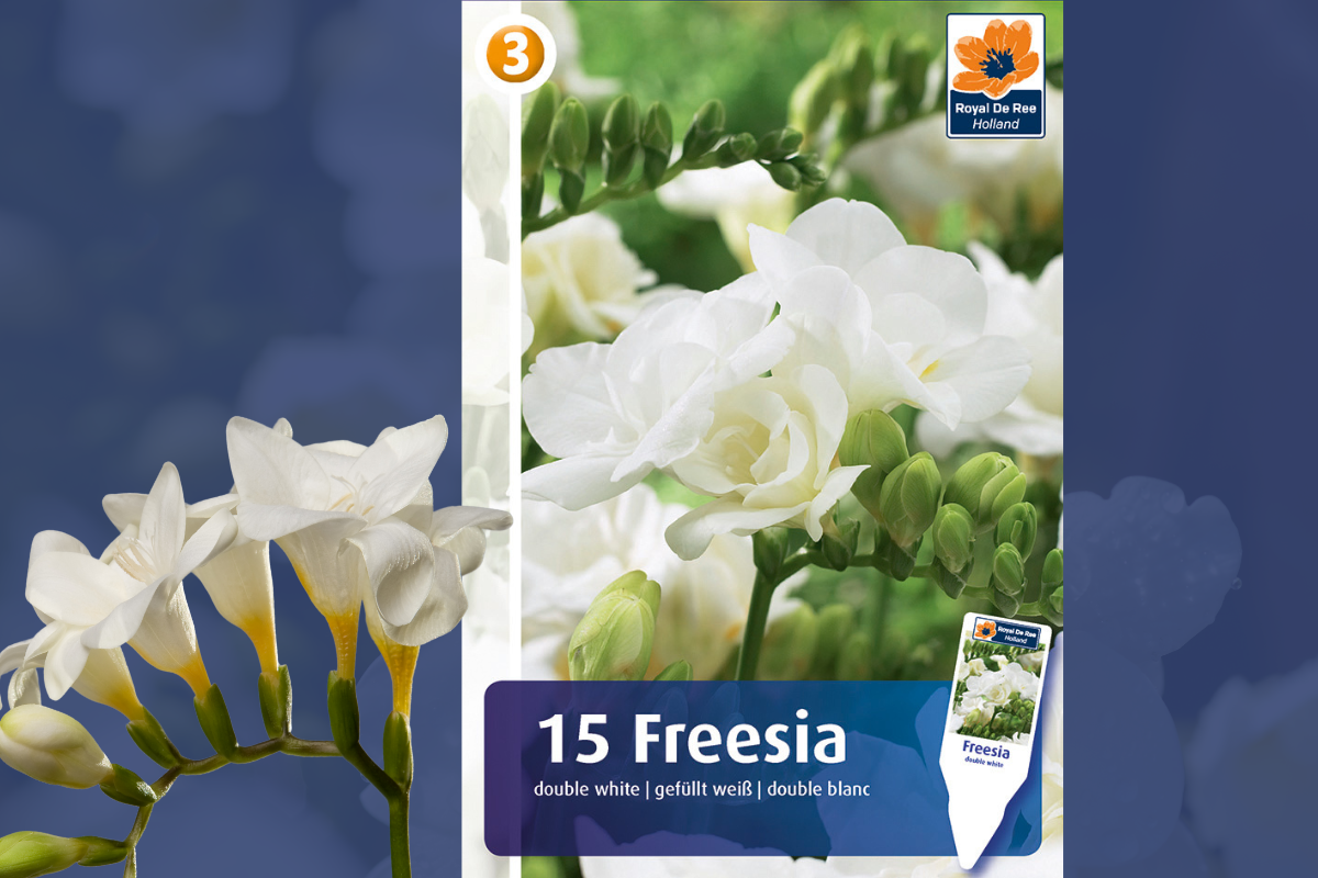 Master Freesia double white 15/1 