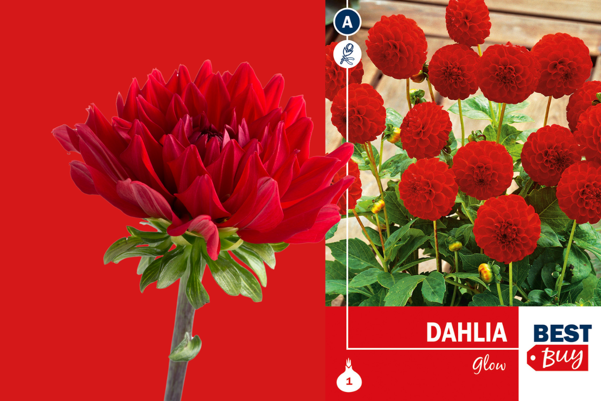 Best buy Dahlia pompon Glow 1/1 