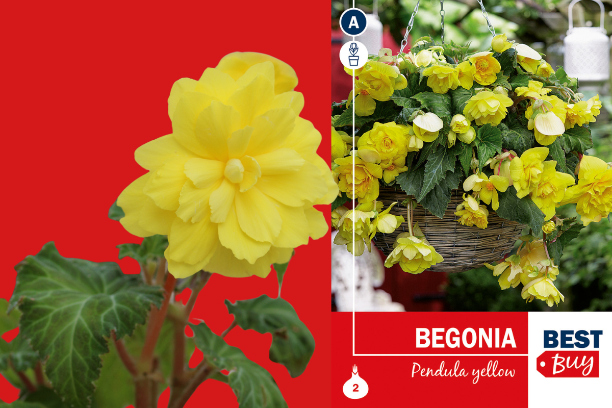 Best buy Begonia pendula yellow 2/1 