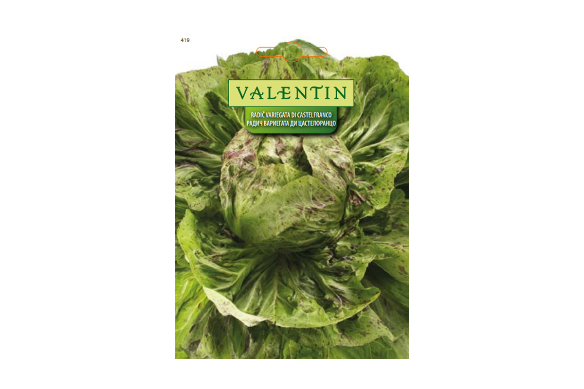 RADIČ VARIEGATA DI CASTELFRANCO 419 Valentin 