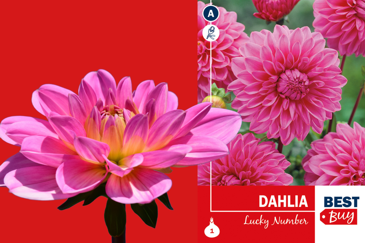 Best buy Dahlia decorative Lucky Number 1/1 