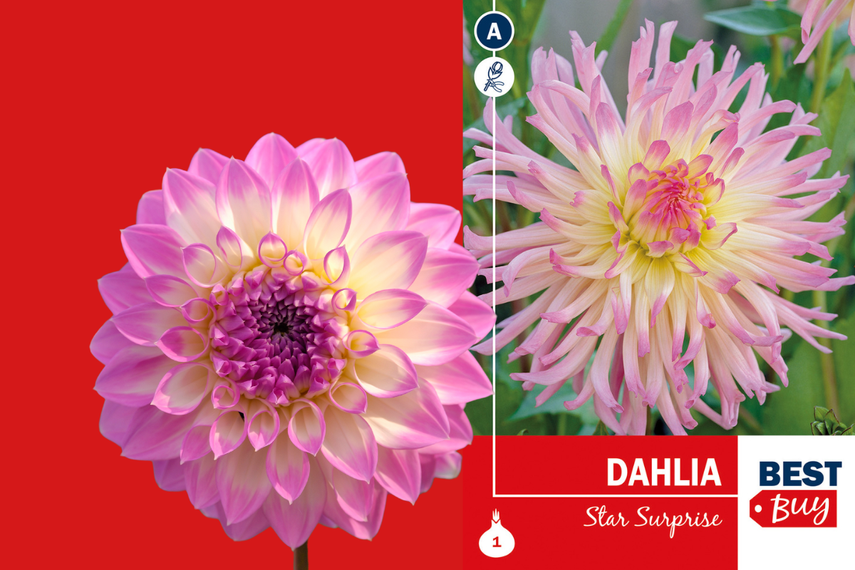 Best buy Dahlia cactus Star Surprise 1/1 