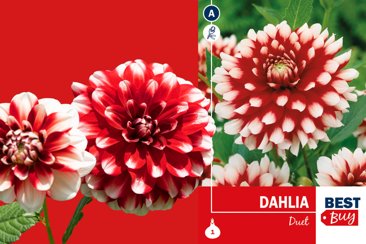 Best buyDahlia decorative Duet 1/1 