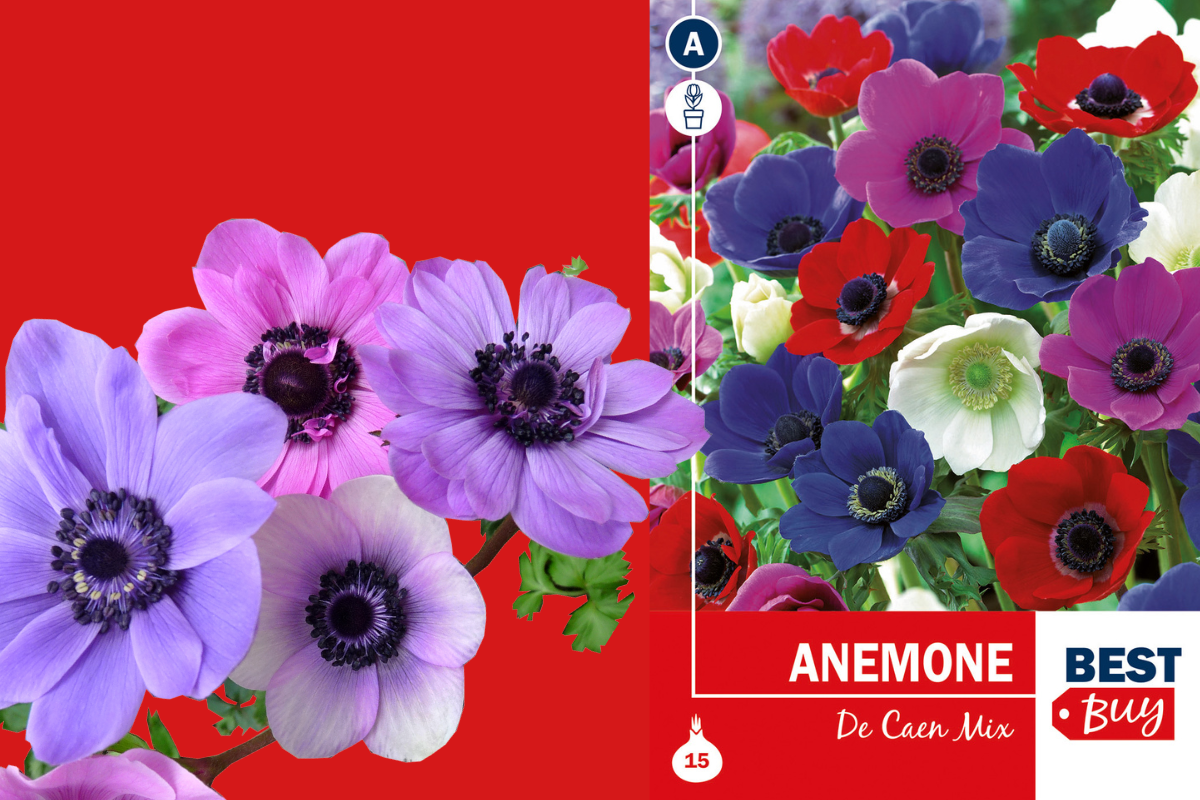 Best buy Anemonen De Caen 15/1 