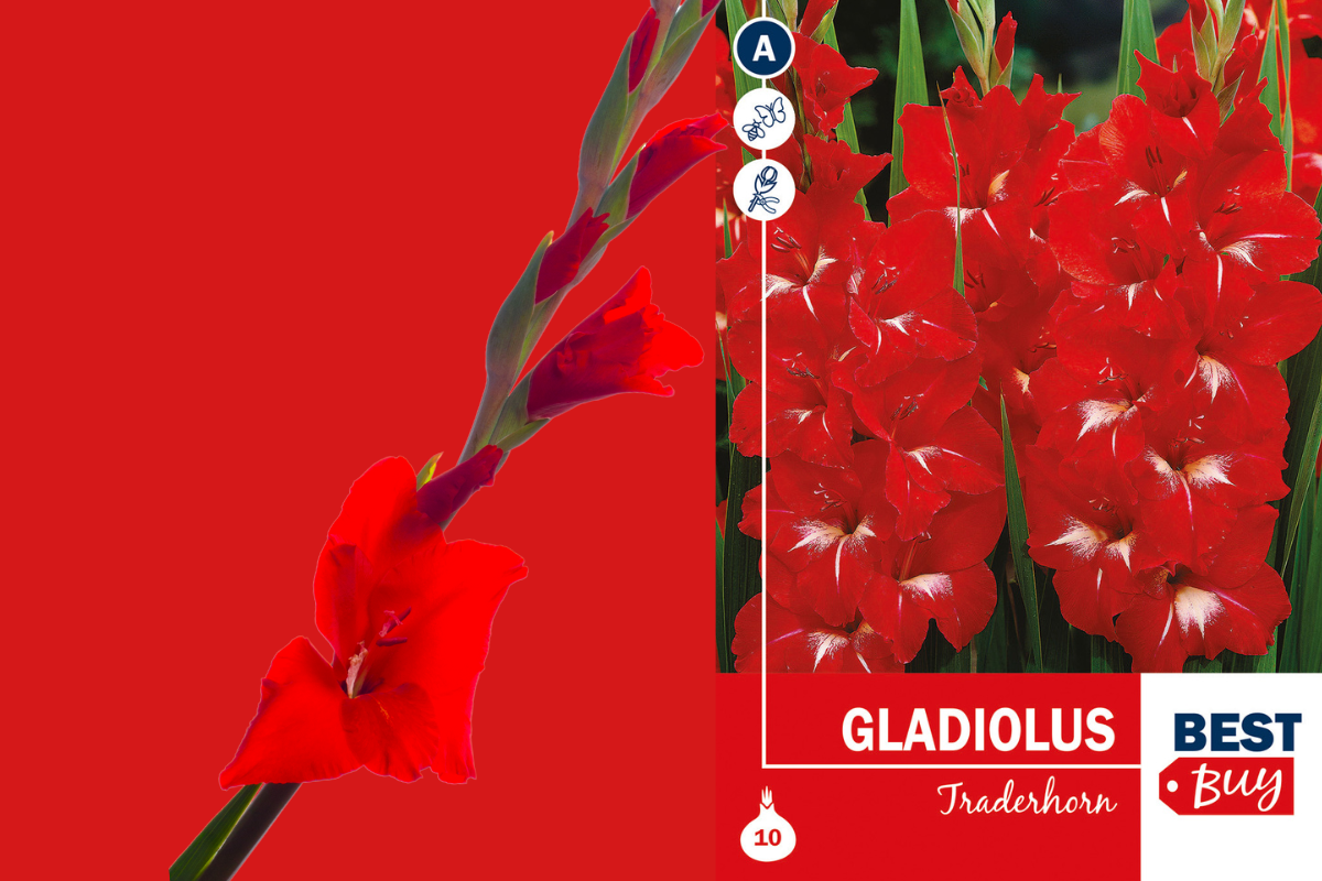 Best buy Gladiolus Traderhorn 10/1 