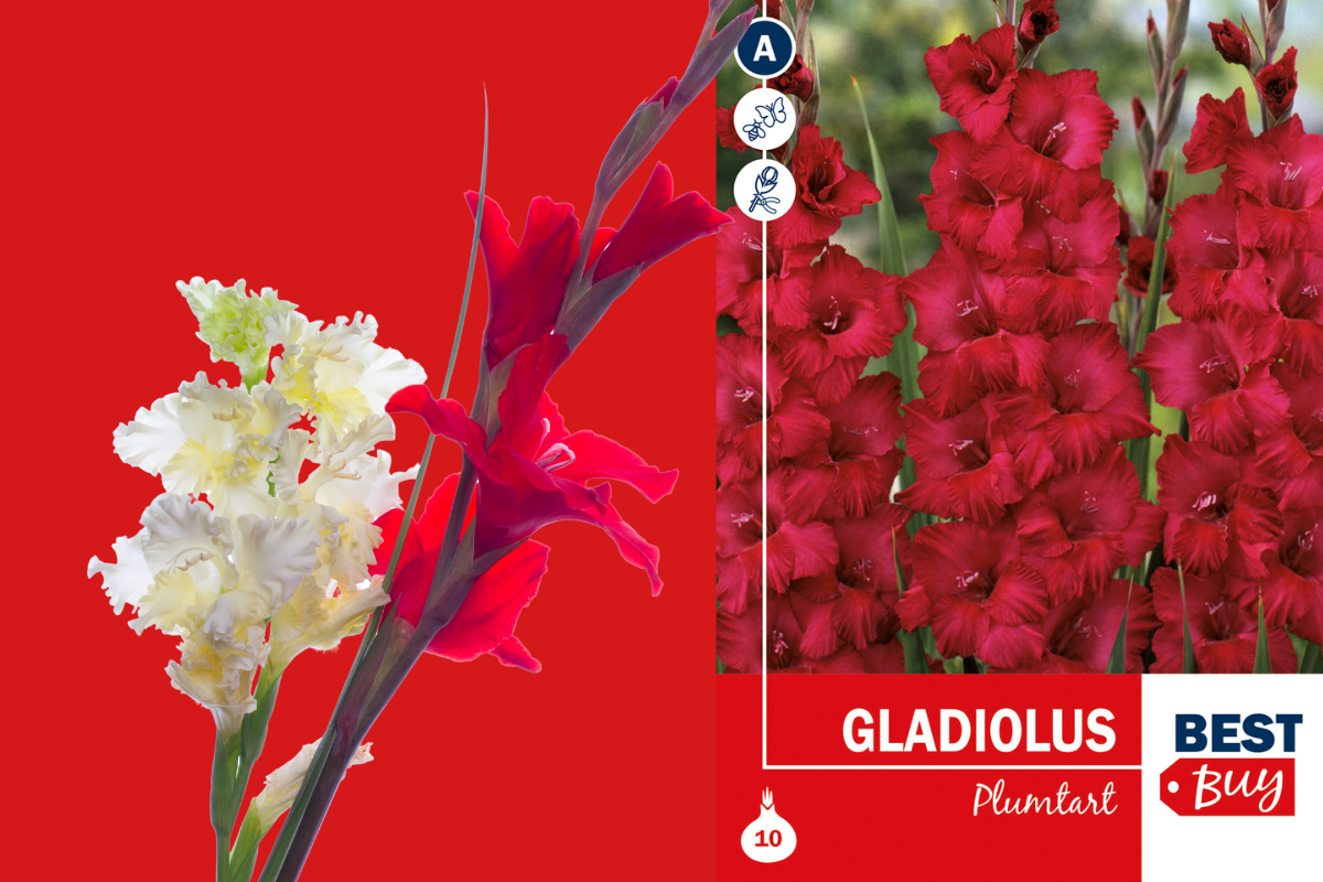 Best buy Gladiolus Plumtart 10/1 