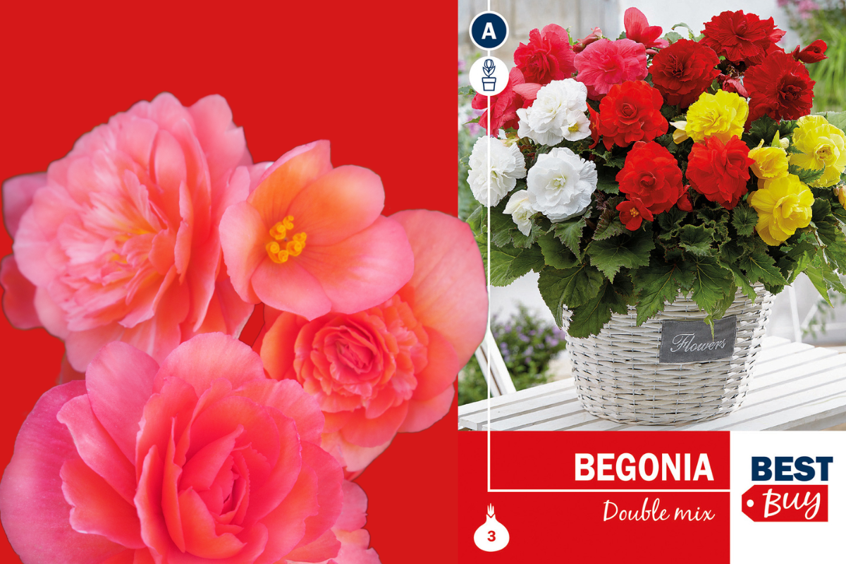 Best buy Begonia double mix 3/1 