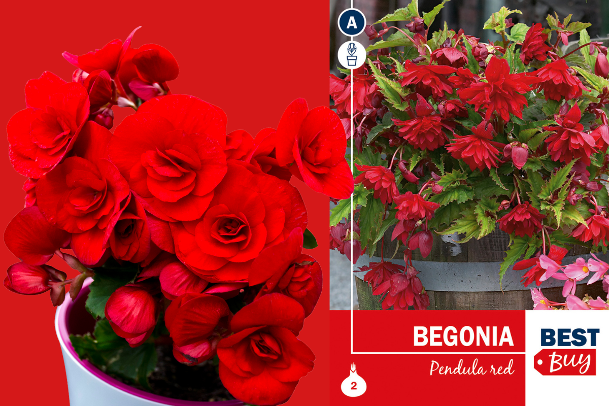 Best buy Begonia pendula red 2/1 