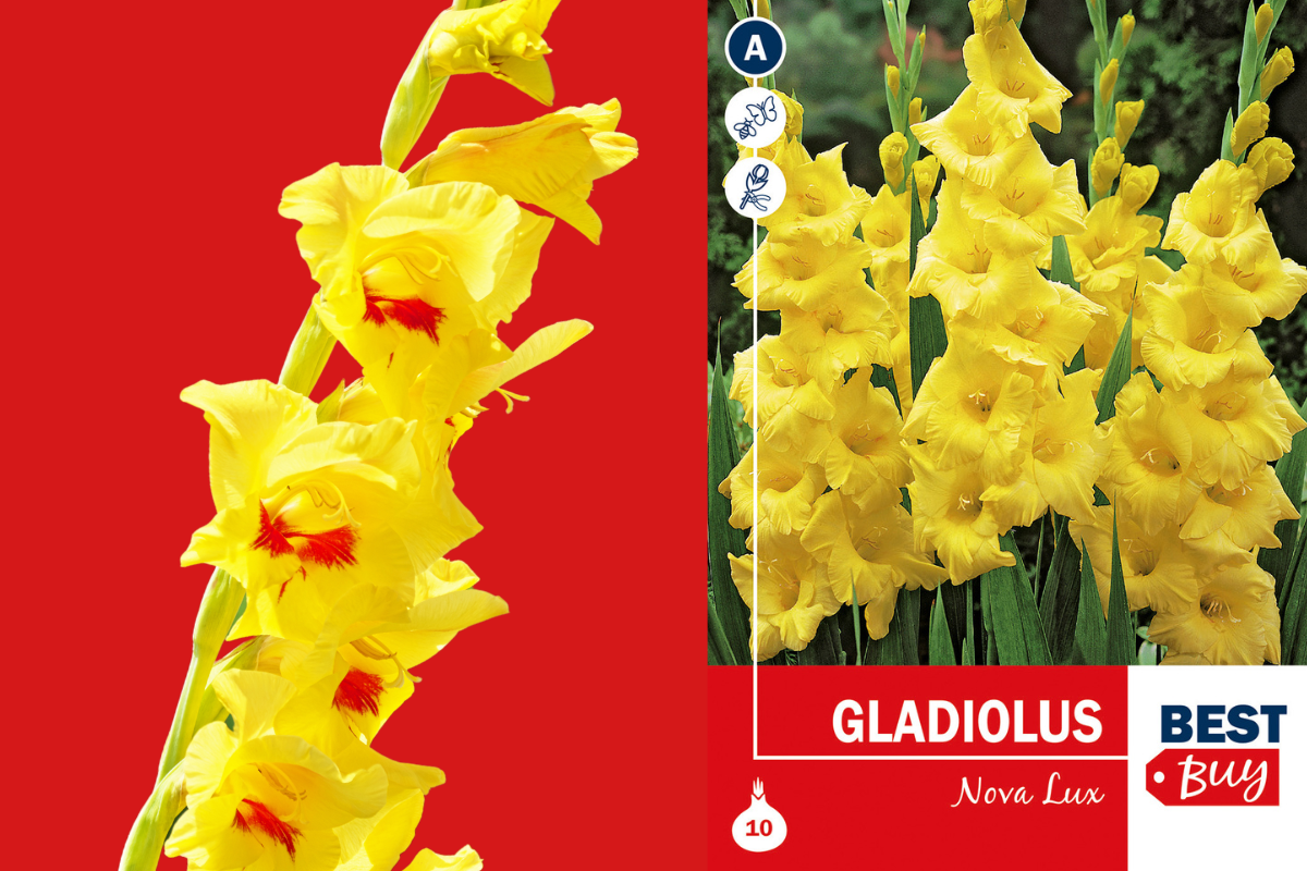 Best buy Gladiolus Nova Lux 10/1 