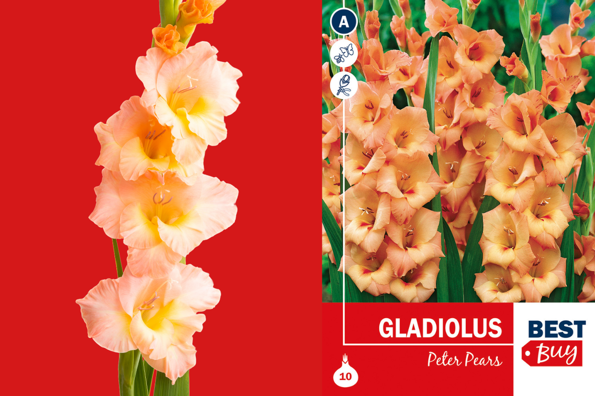 Best buy Gladiolus Peter Pears 10/1 