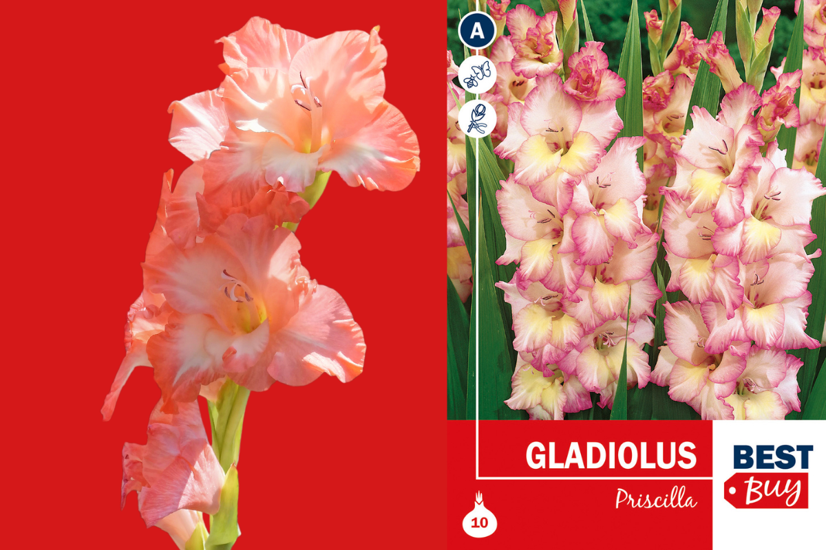 Best buy Gladiolus Priscilla 10/1 