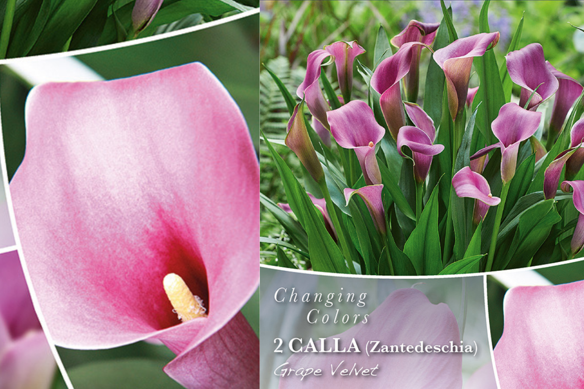 Changing colors Calla Grape Velvet 2/1 