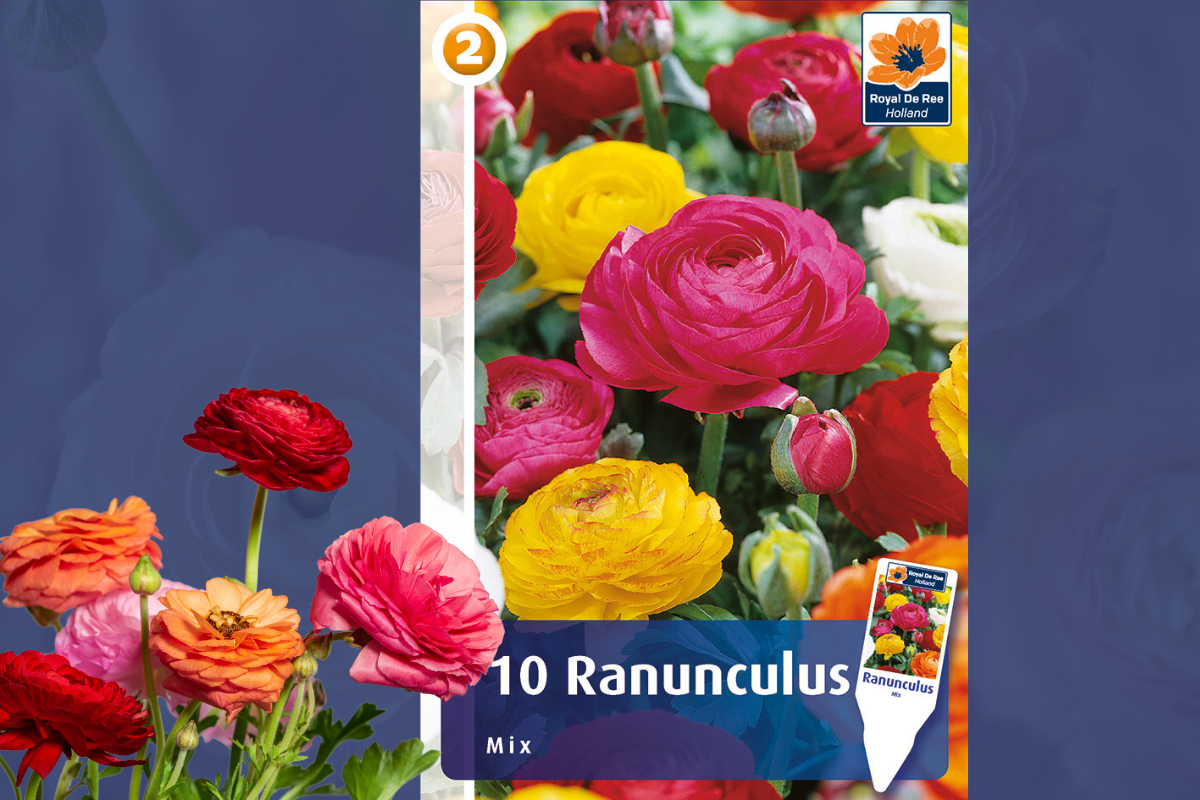 Master Ranunculus mix 10/1 