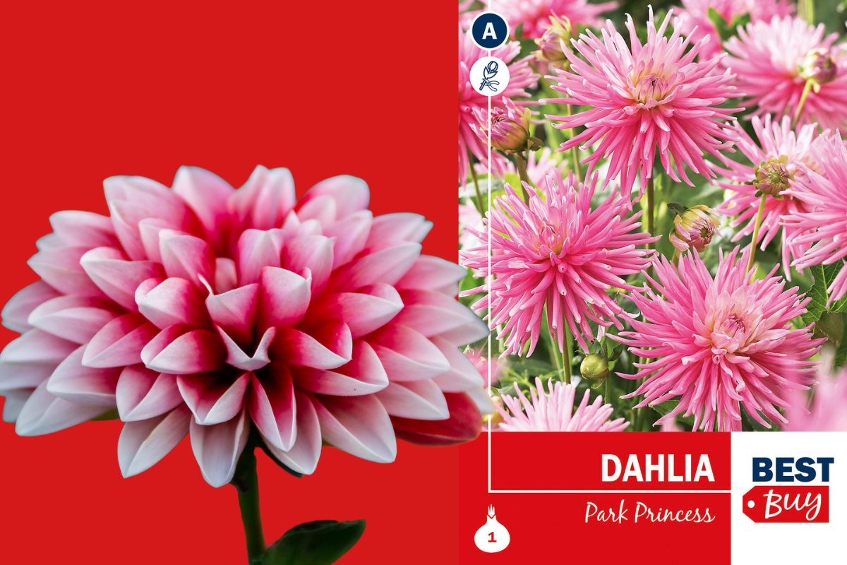 Best buy Dahlia cactus Park Princess 1/1 