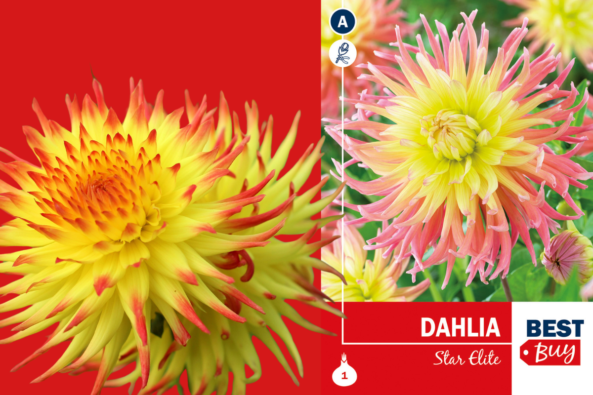 Best buy Dahlia cactus Star Elite 1/1 