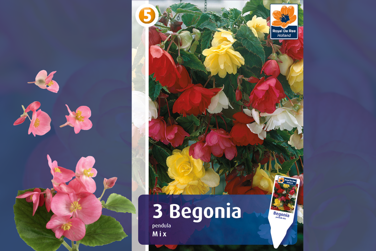 Master Begonia pendula mix 3/1 