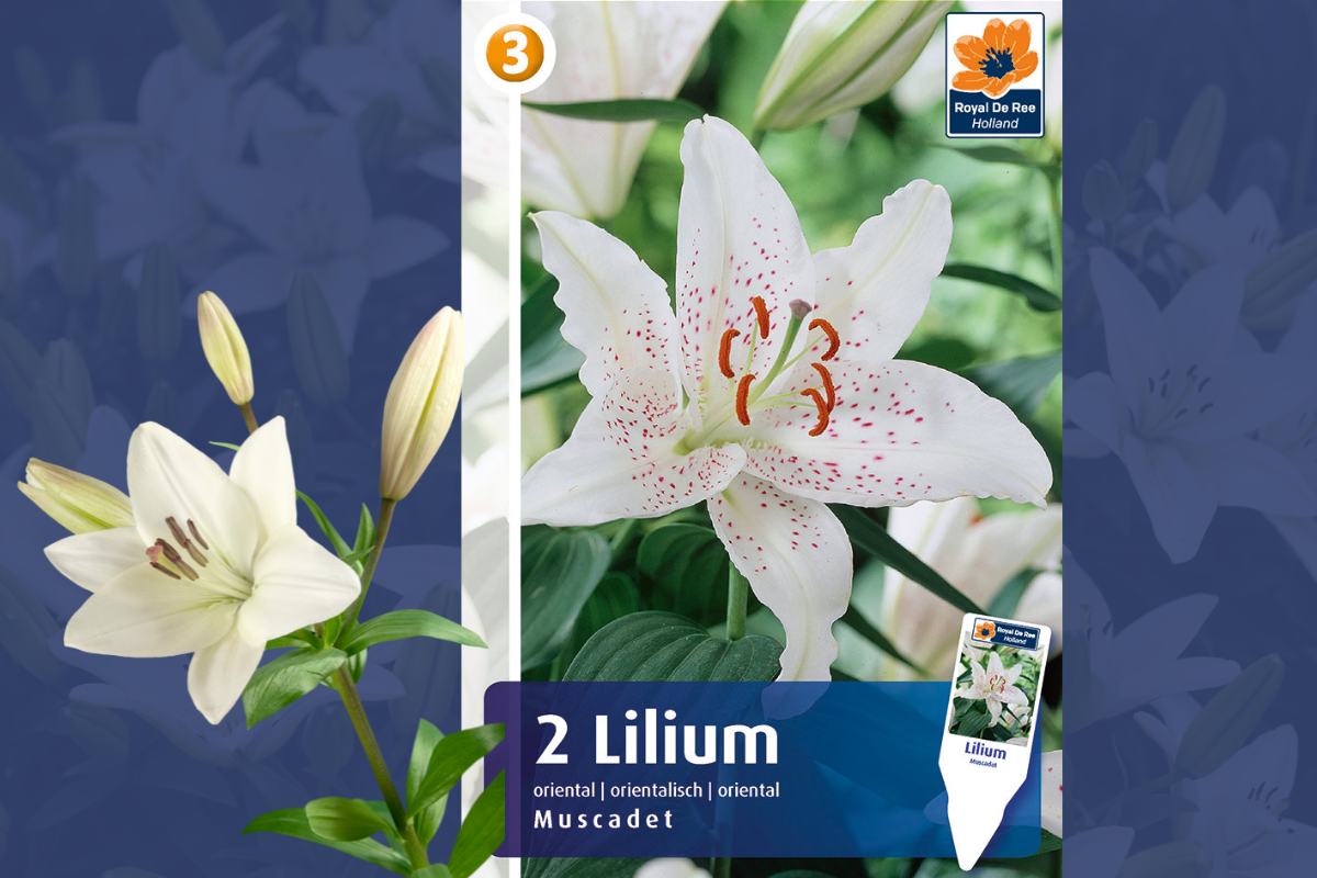 Master Lilium oriental Muscadet 2/1 