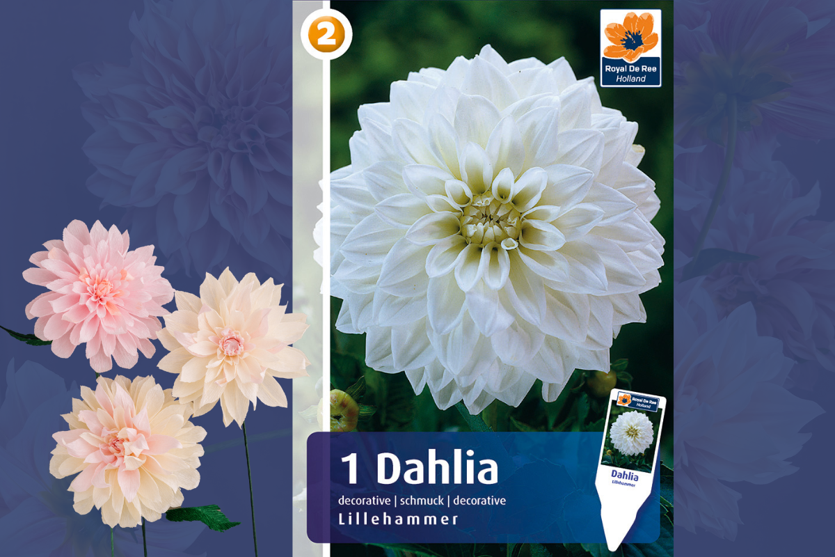 Master Dahlia decorative Lillehammer 1/1 