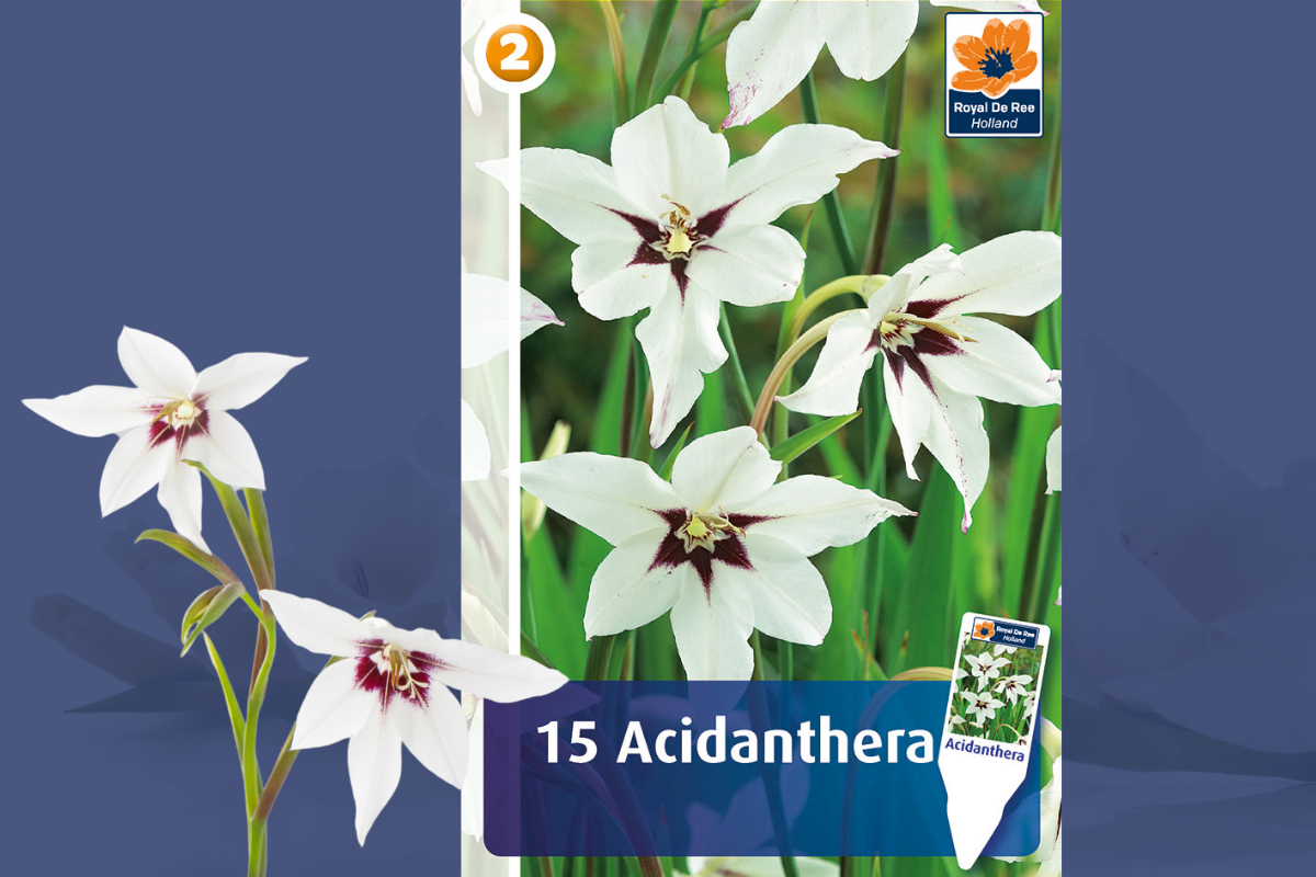 Master Acidanthera 15/1 