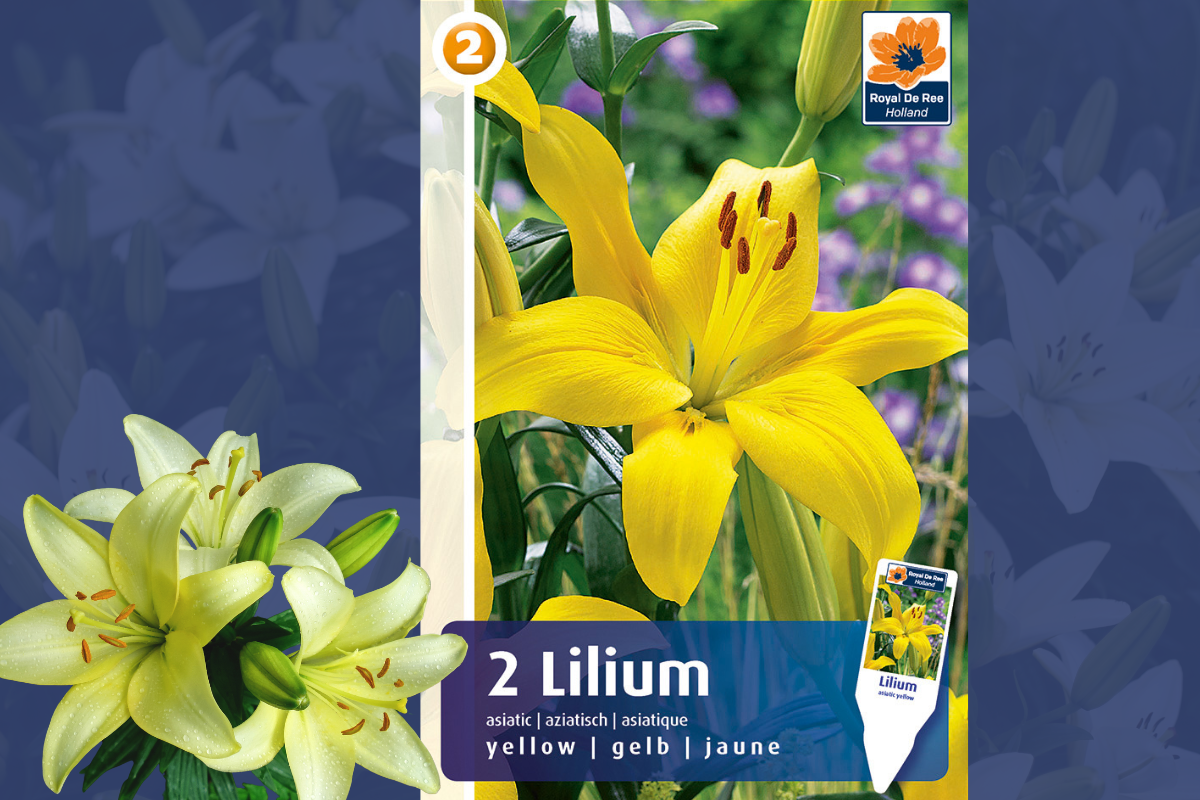 Master Lilium asiatic yellow 2/1 