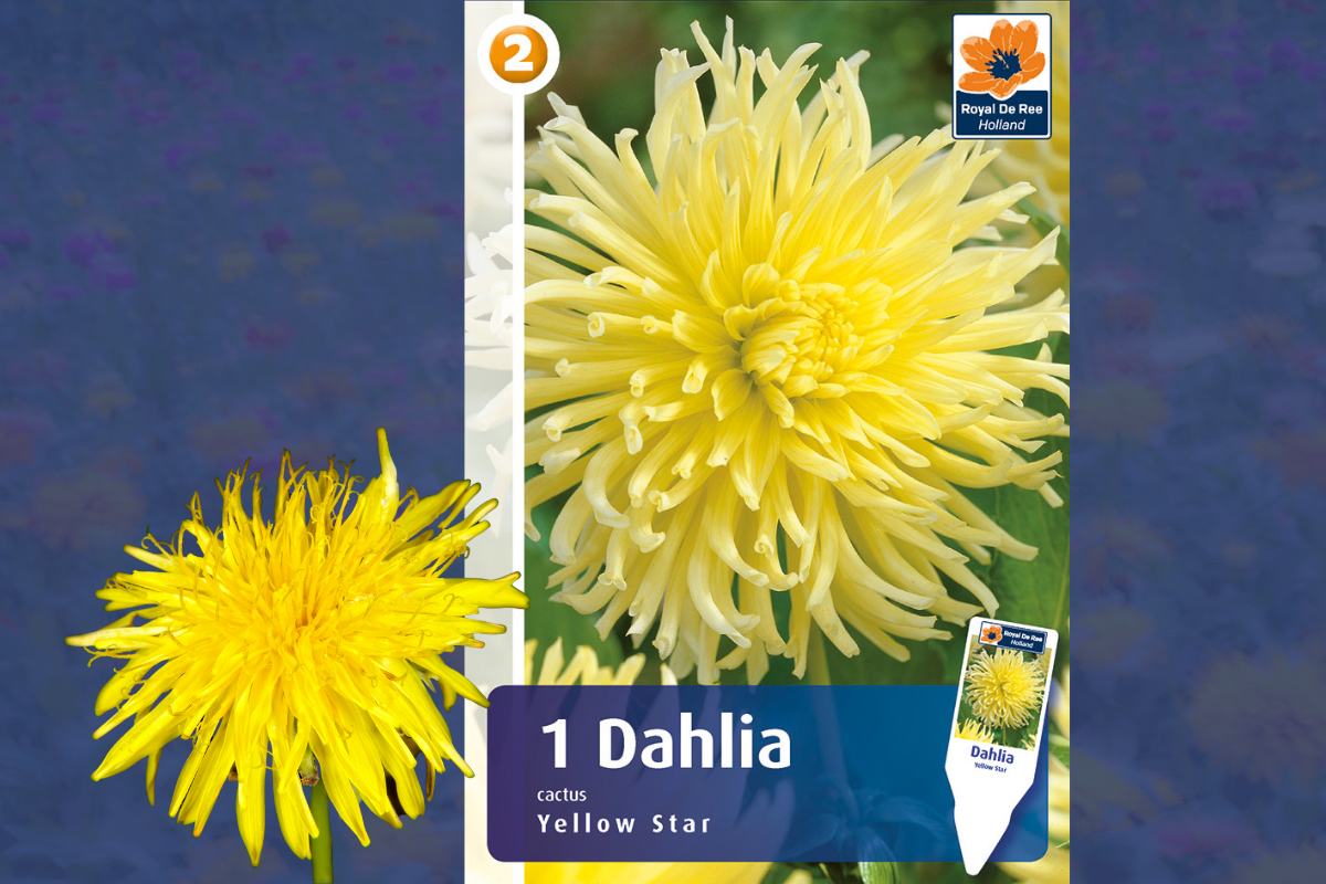 Master Dahlia cactus Yellow Star 1/1 