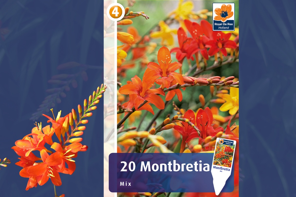 Master Montbretia mix 20/1 