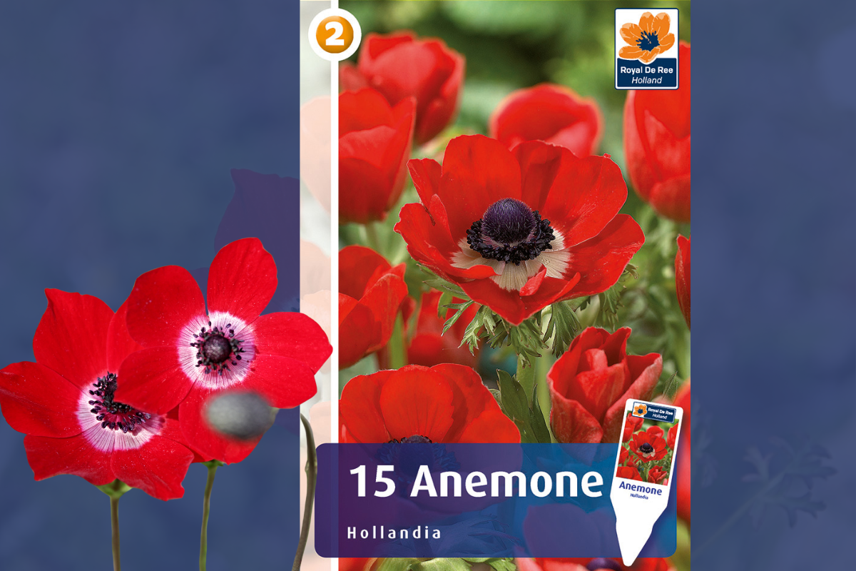 Master Anemone Hollandia 15/1 