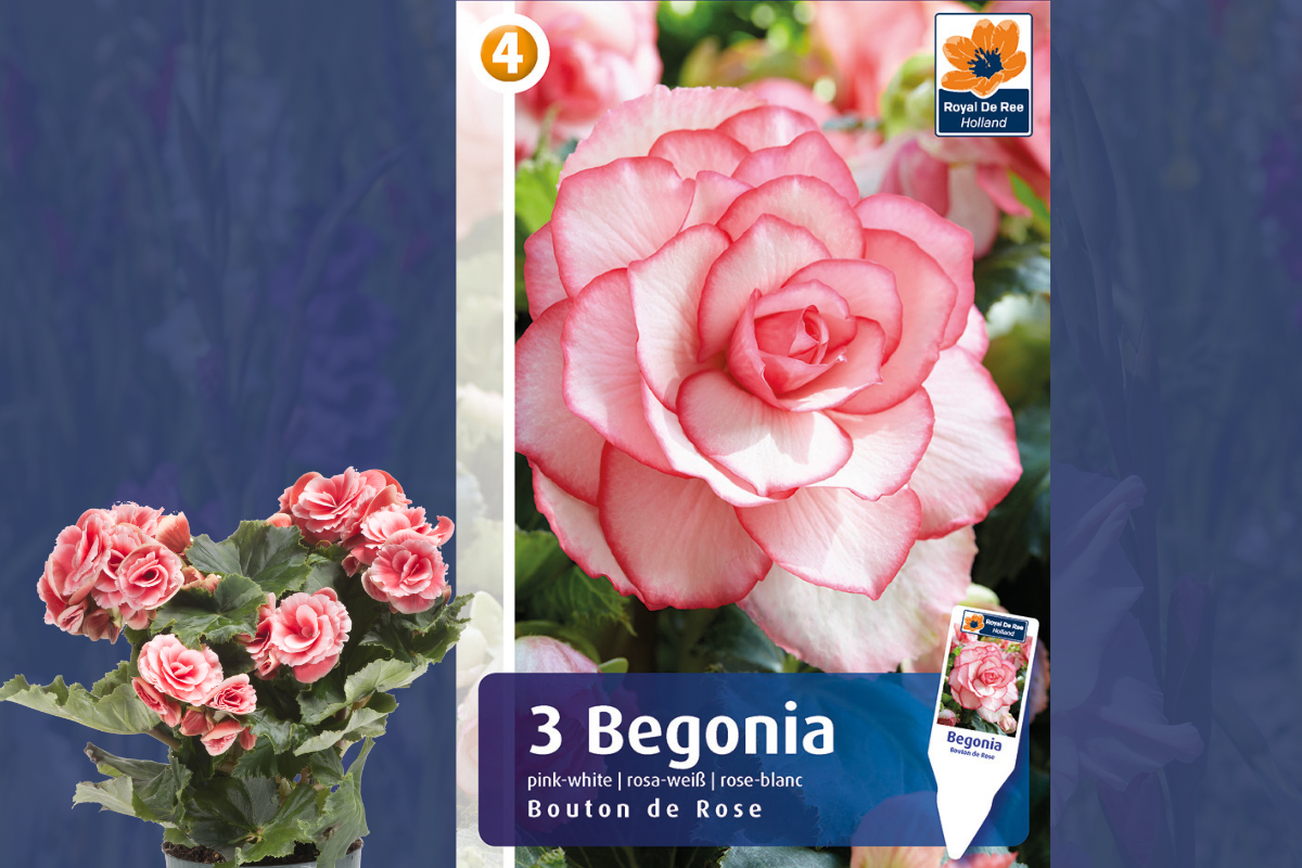 Master Begonia Bouton de Rose 3/1 