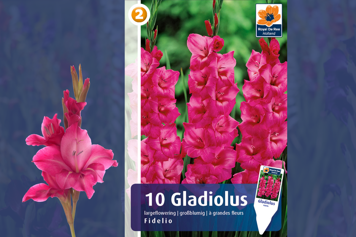 Master Gladiolus Fidelio 10/1 