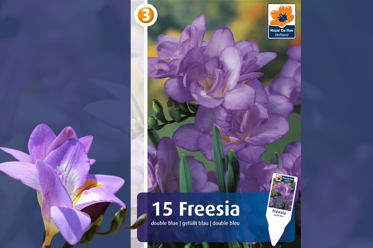 Master Freesia double blue 15/1 