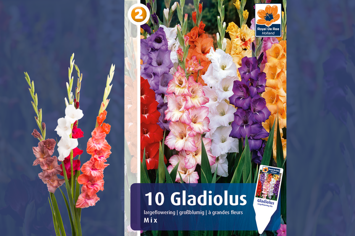 Master Gladiolus mix 10/1 