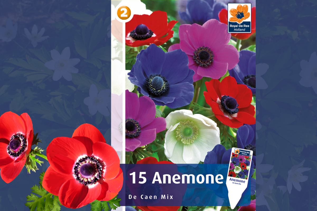 Master Anemone De Caen 15/1 