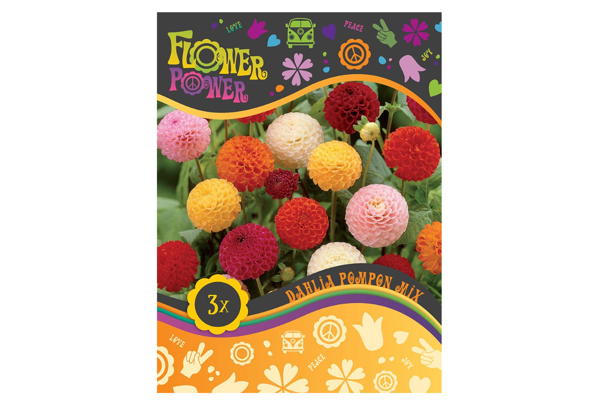 Flower power Dahlia Pompon Mix 3/1 