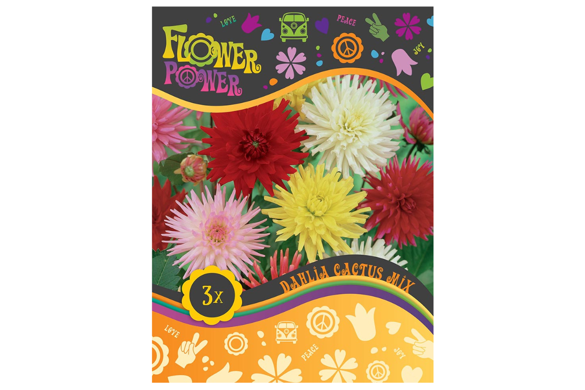 Flower power Dahlia Cactus Mix 3/1 