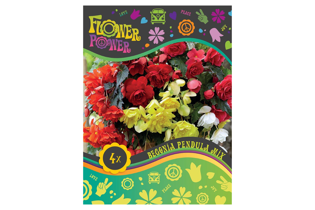 Flower power Begonia Pendula Mix 4/1 