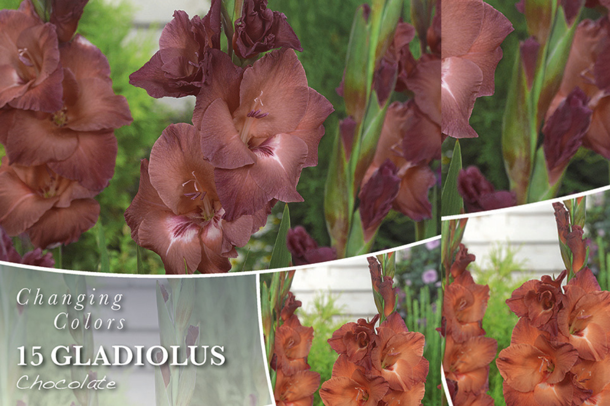 Changing colors Gladiolus Chocolate 15/1 