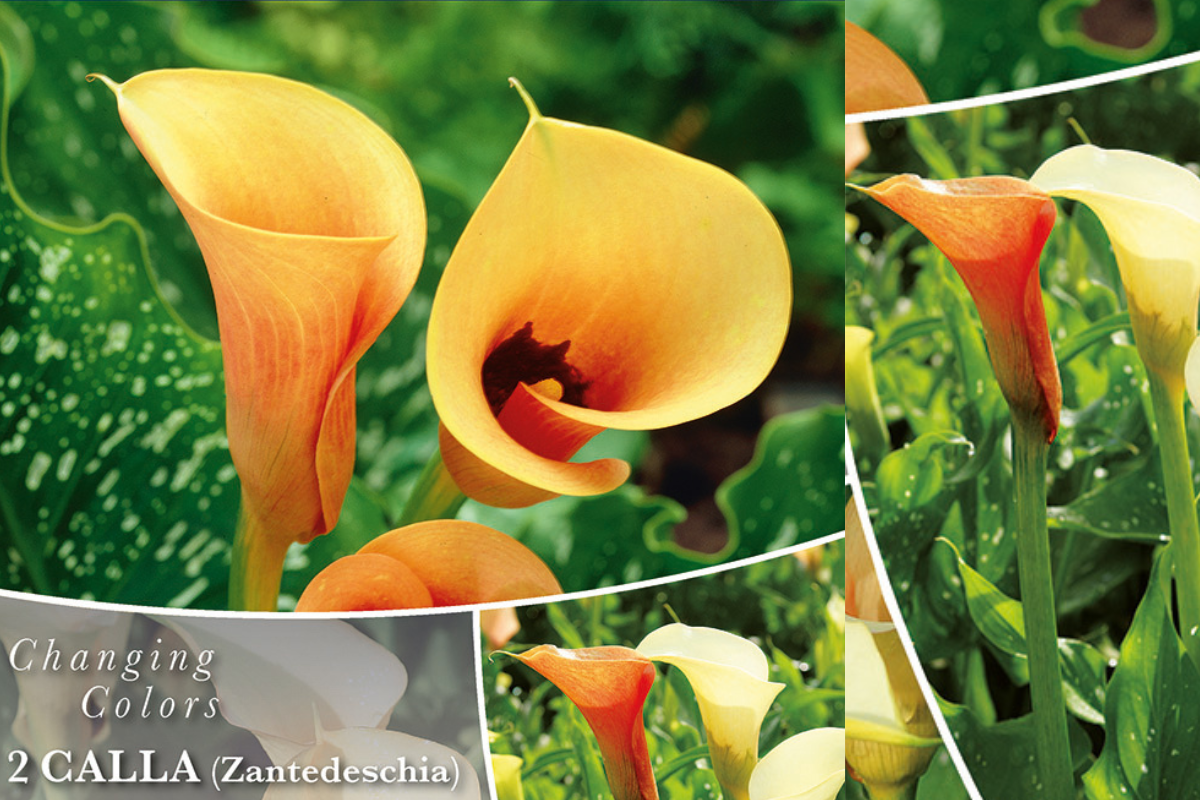 Changing colors Calla Cameo 2/1 