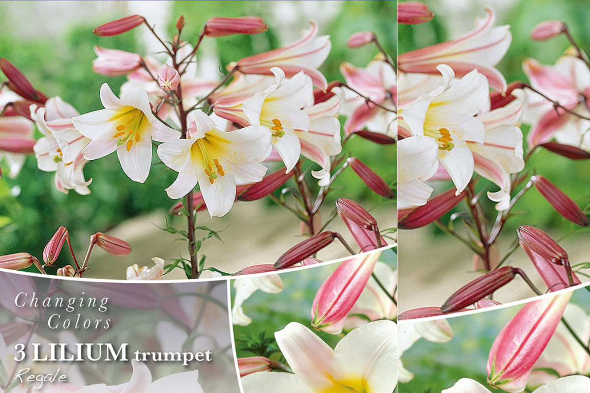 Changing colors Lilium Regale 3/1 