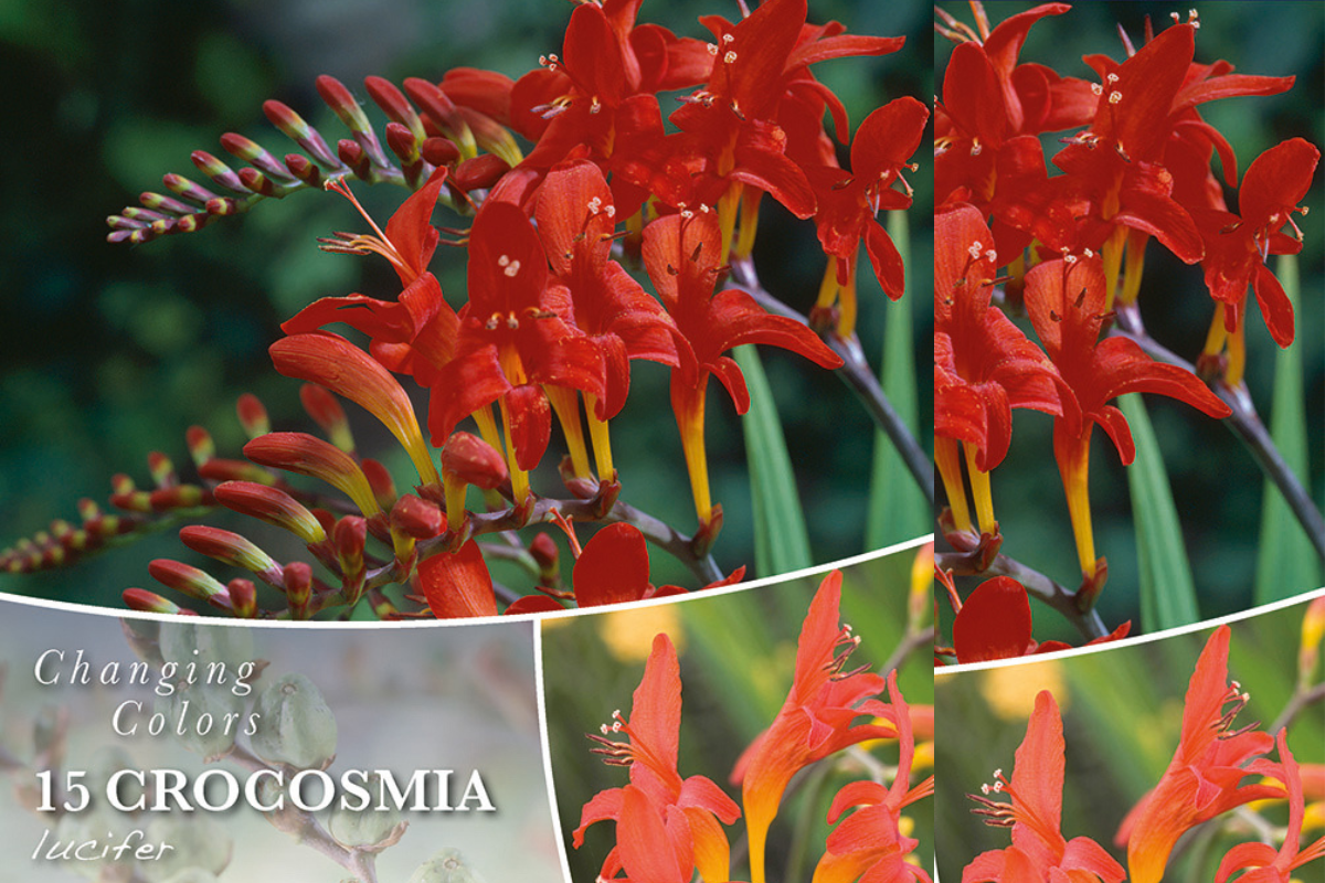 Changing colors Crocosmia lucifer 15/1 