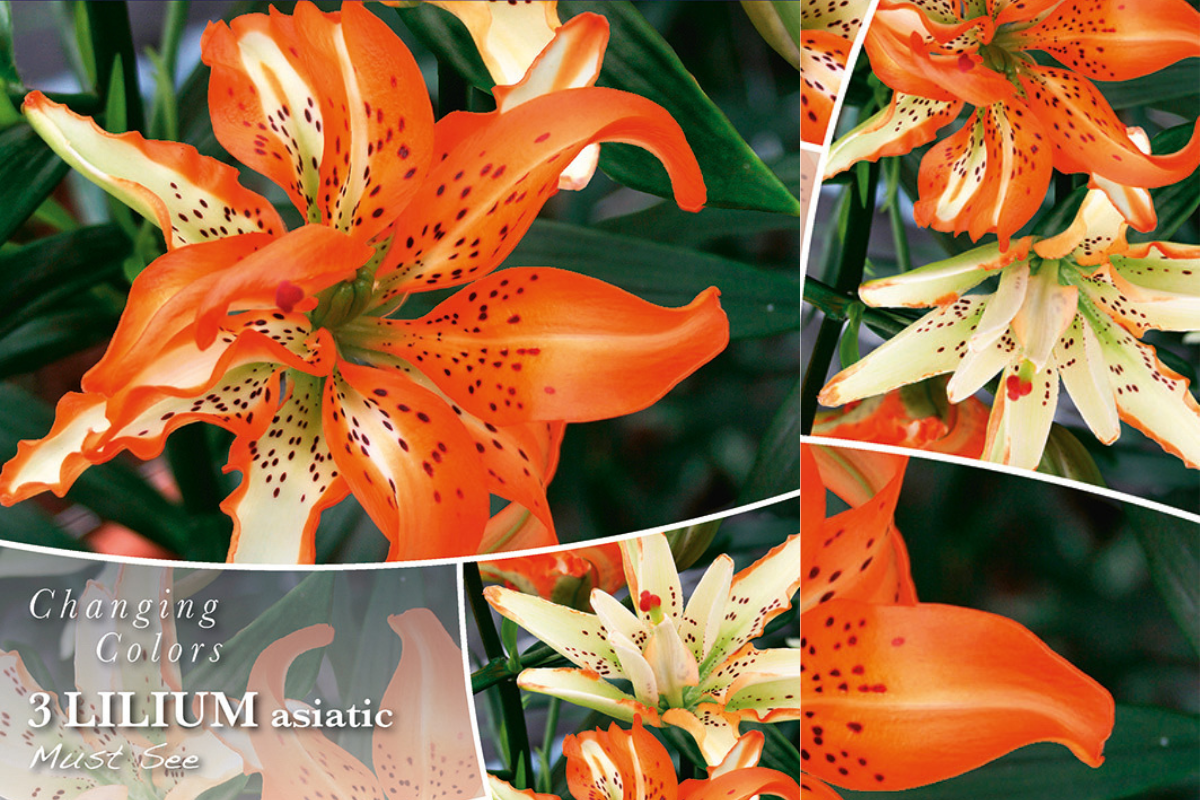 Changing colors Lilium Must See 3/1 