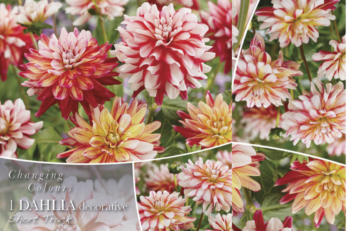 Changing colors Dahlia Short track 1/1 