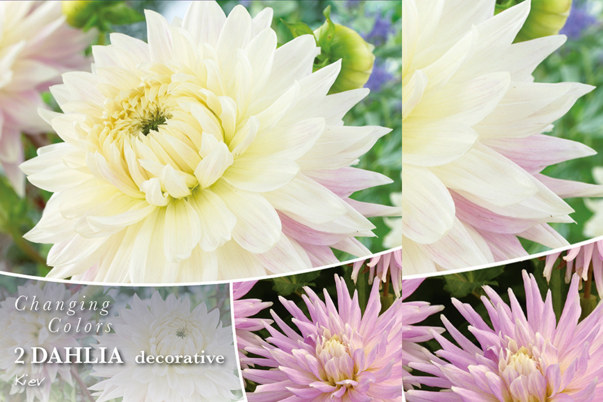 Changing colors Dahlia Kiev 2/1 