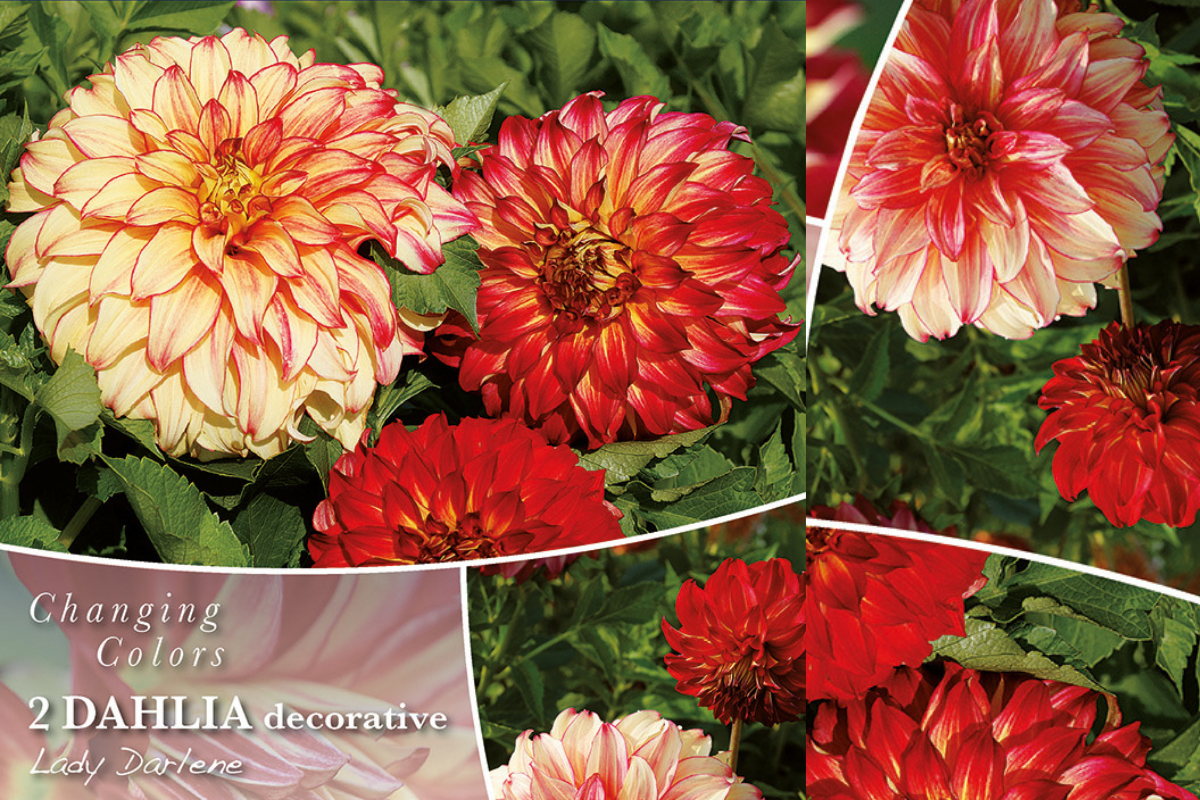 Changing colors Dahlia Lady Darlene 2/1 