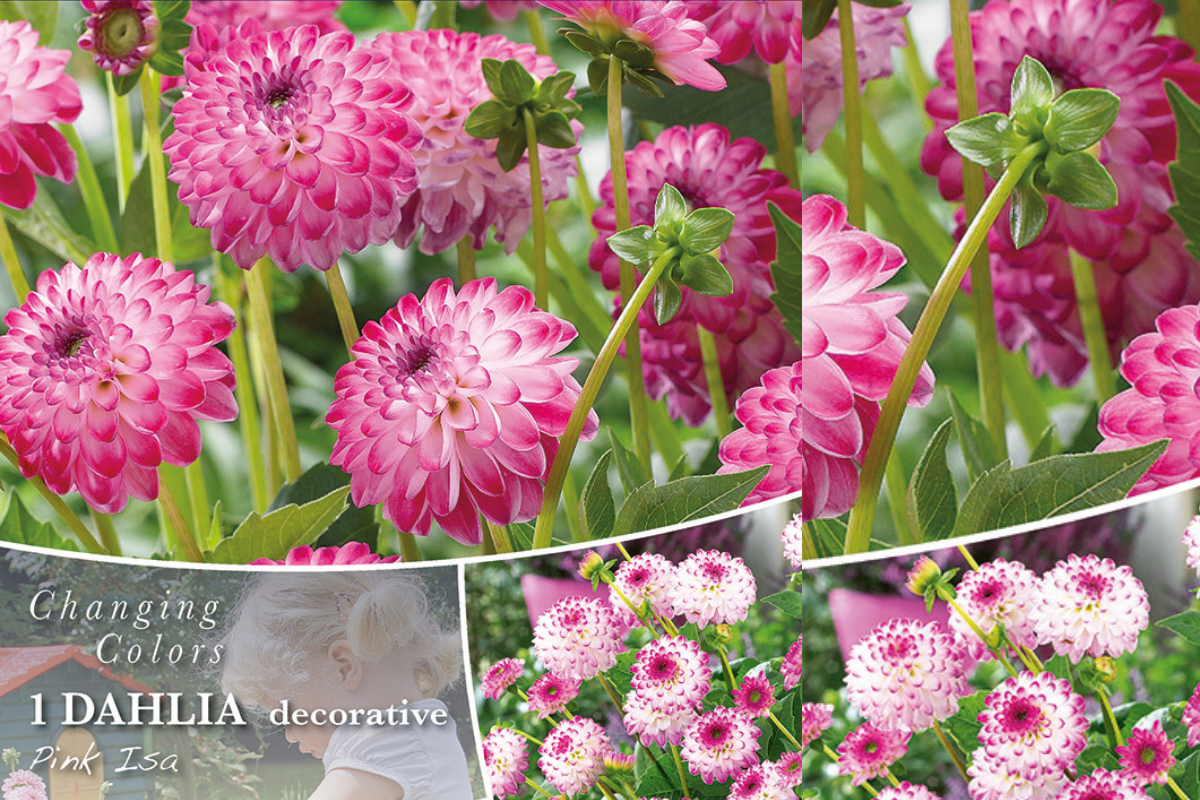 Changing colors Dahlia Pink Isa 1/1 