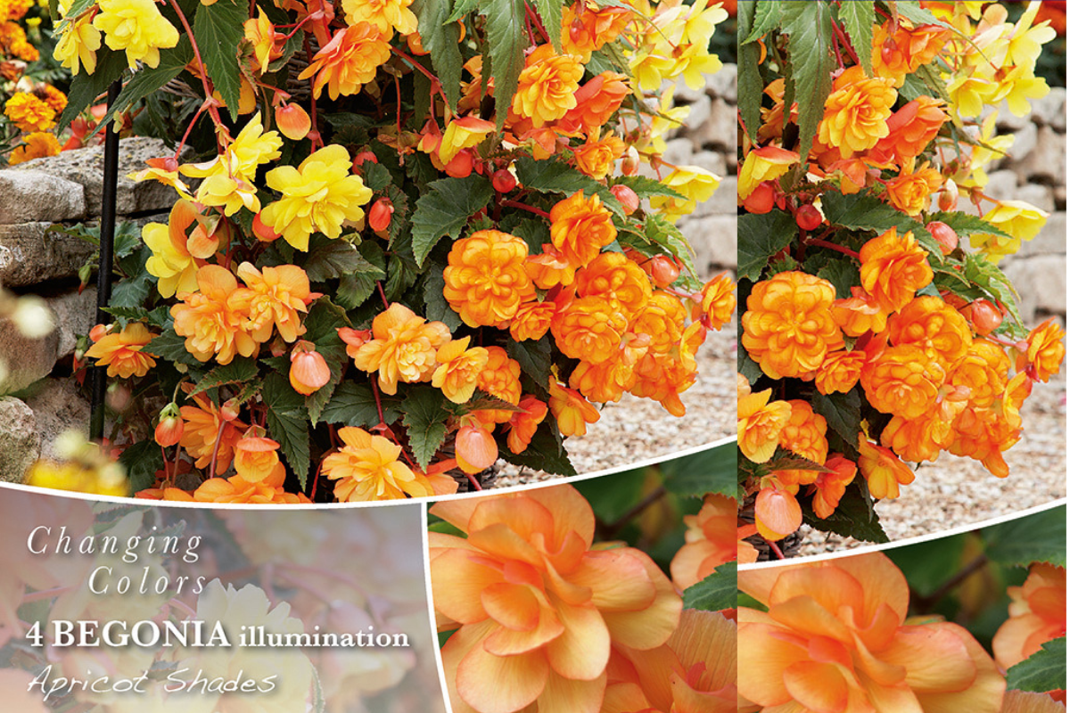 Changing colors Begonia Illumination Apricot Shades 4/1 